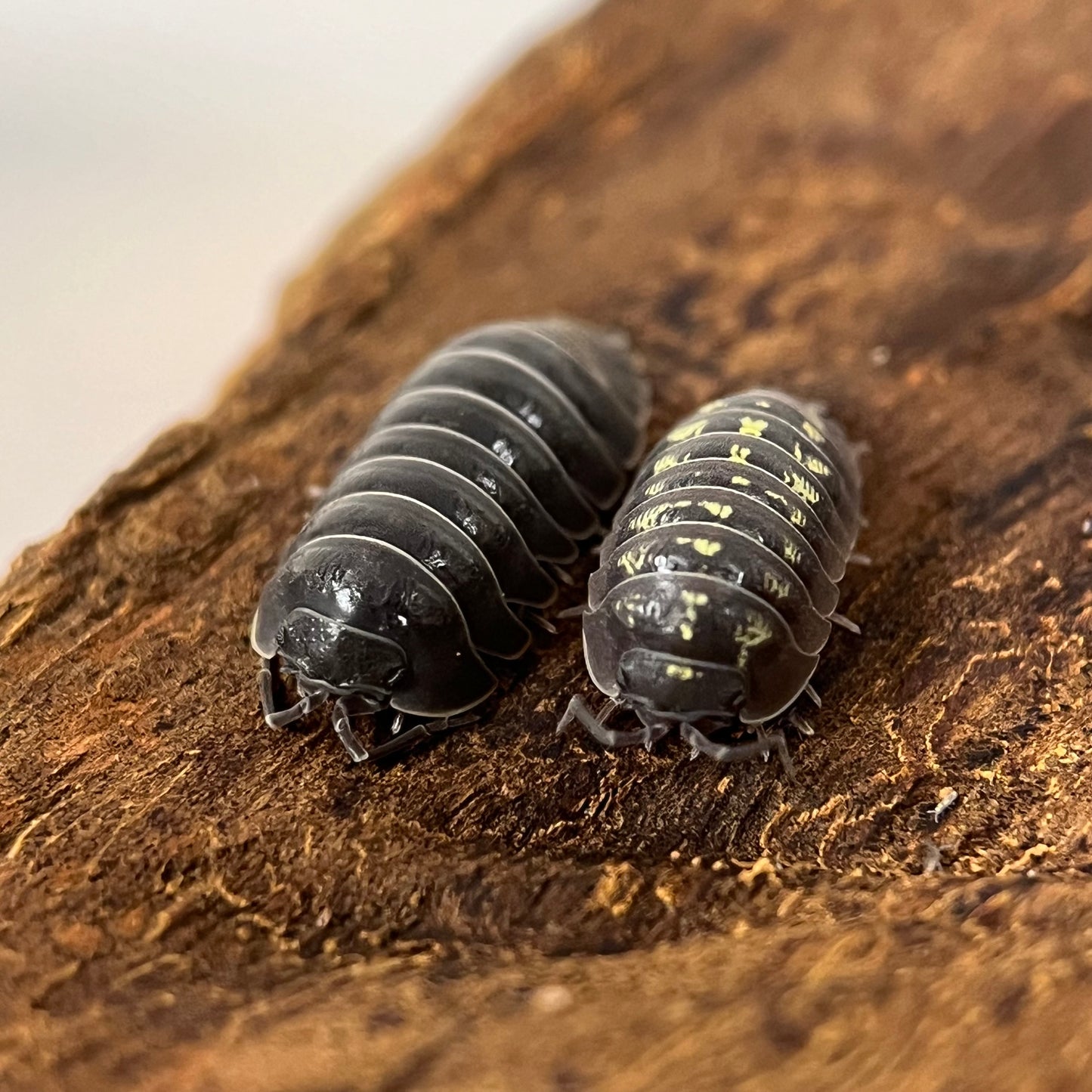 Armadillidium “Depressum”