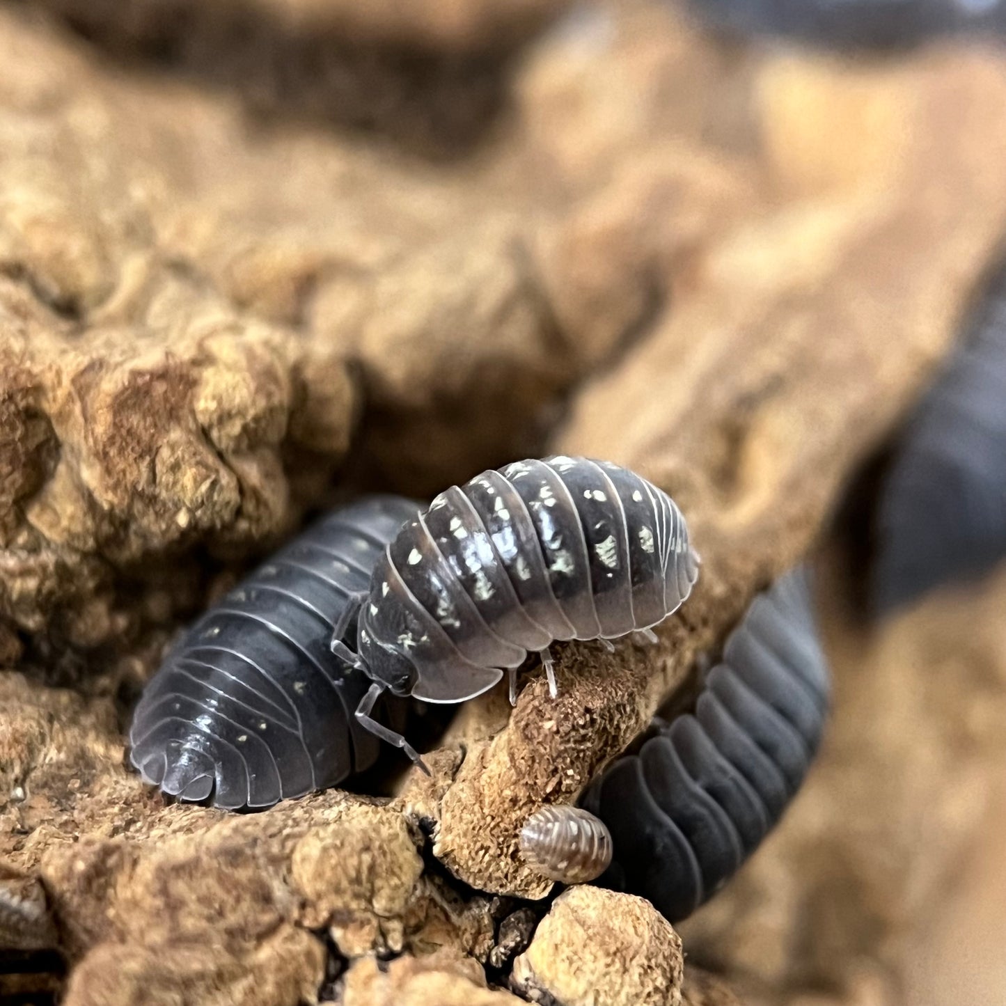 Armadillidium “Depressum”