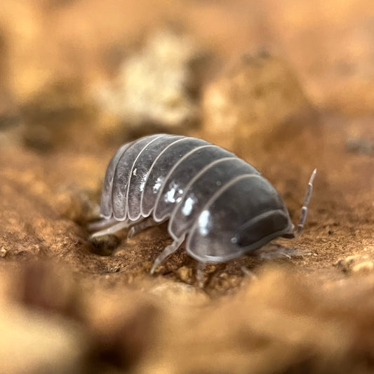 Armadillo Officinalis “Spain”