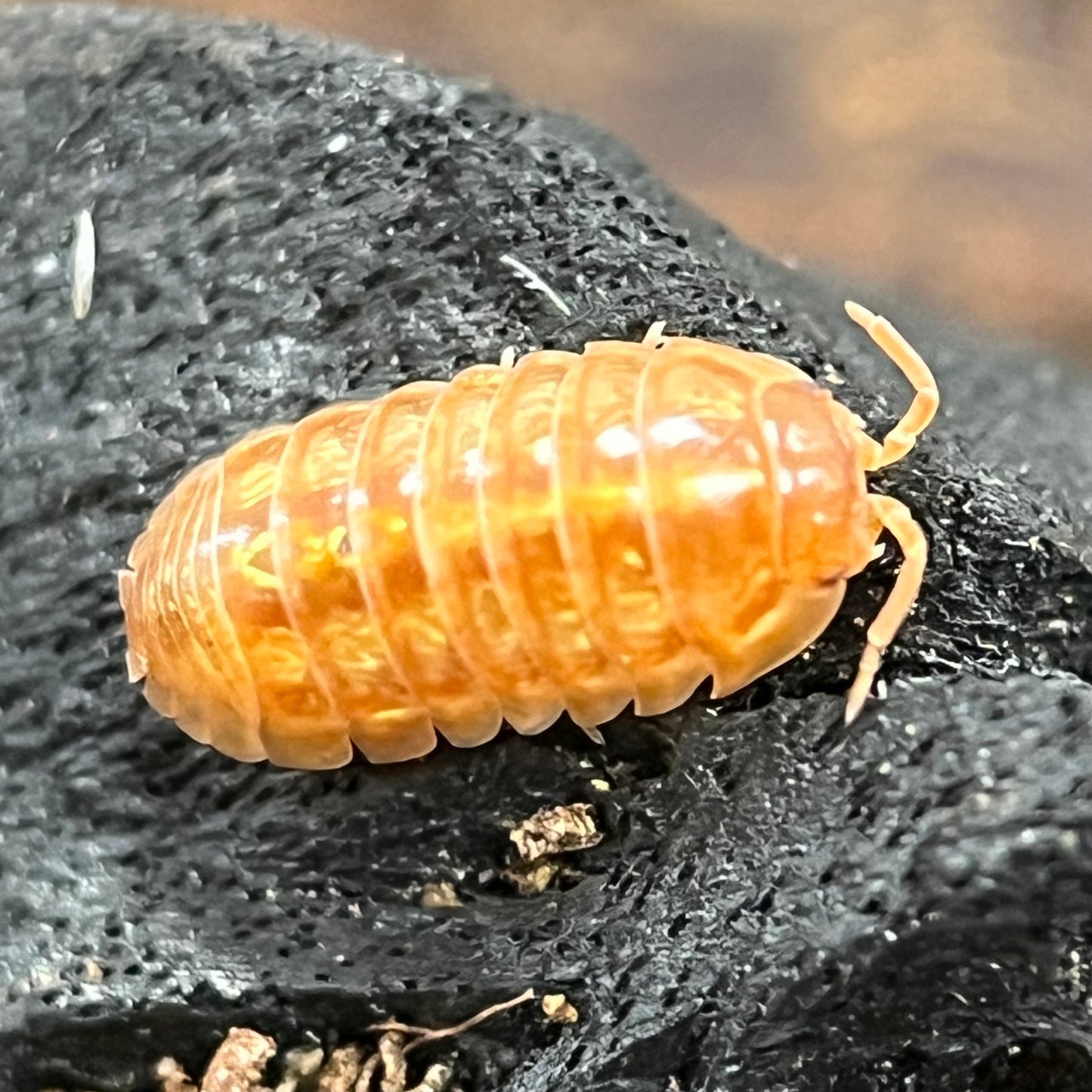 Armadillidium Vulgare “Orange Vigor”