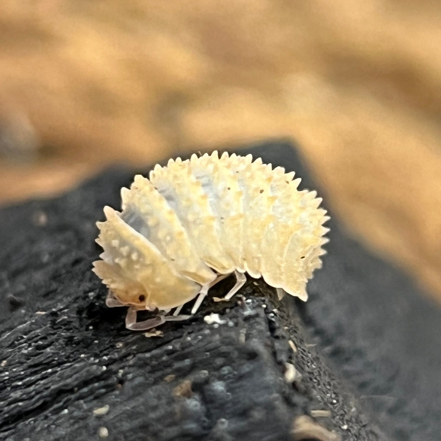 Cristarmadillidium Muricatum “Pineapple”