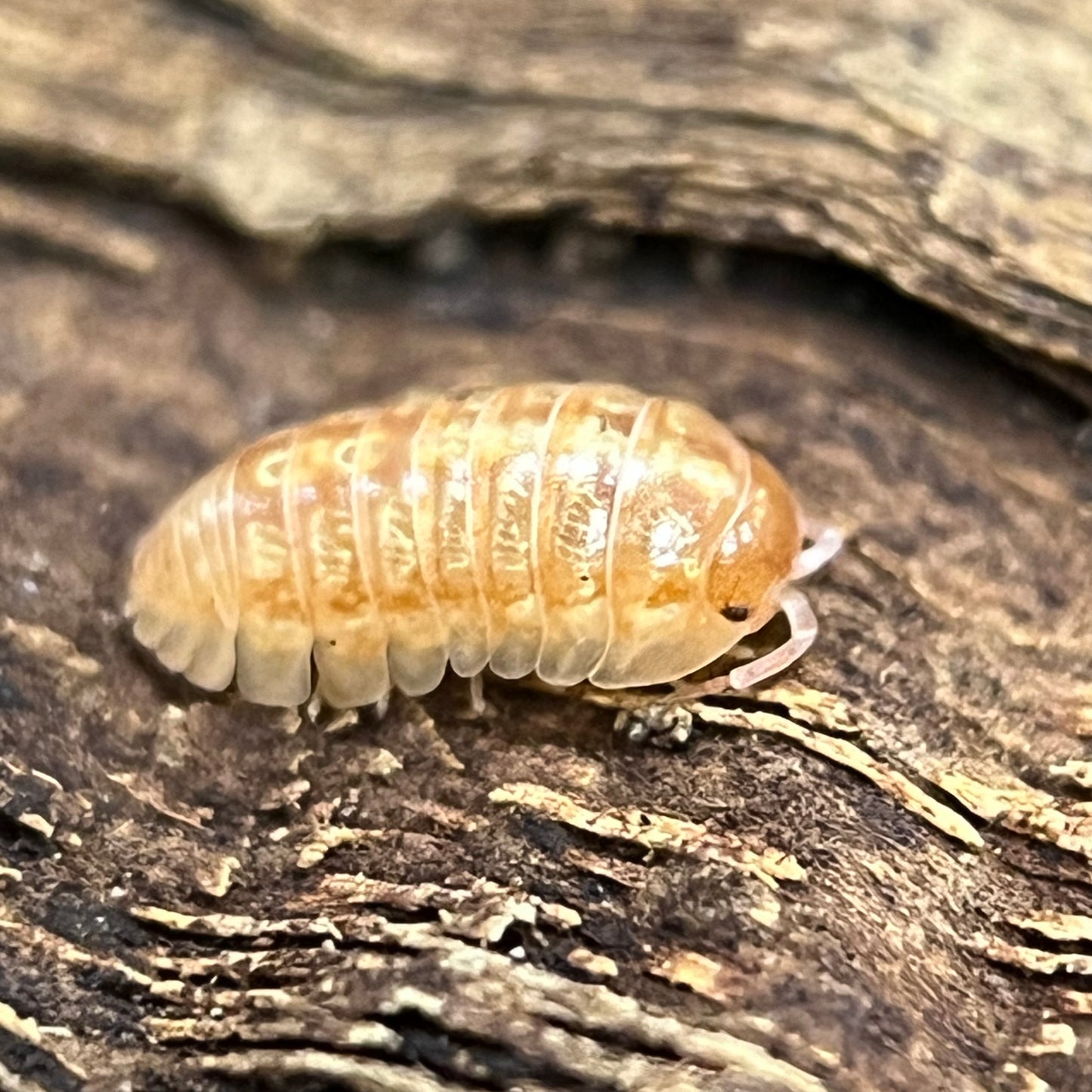 Armadillidium Vulgare “Orange Vigor”