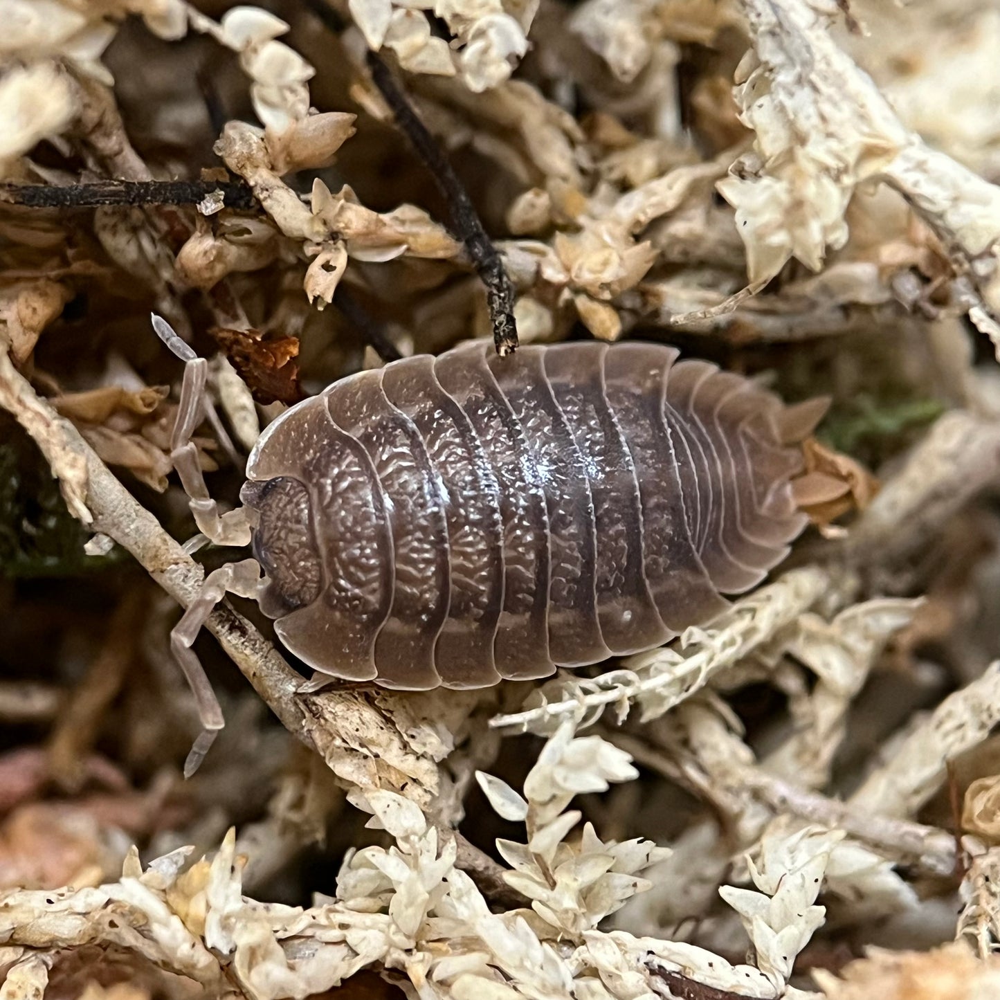 Porcellio Dilatatus “Giant Canyon”