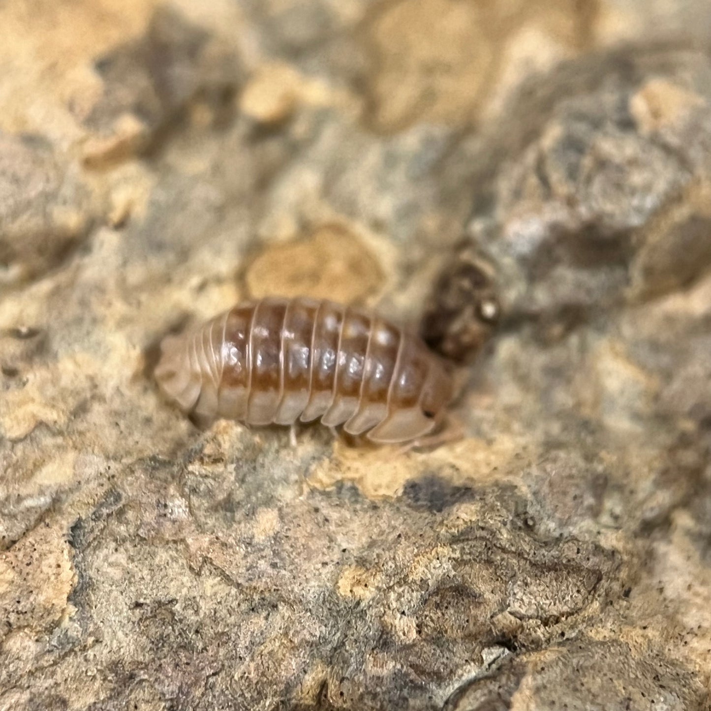 Armadillidium sp. Nasatum “Peach”