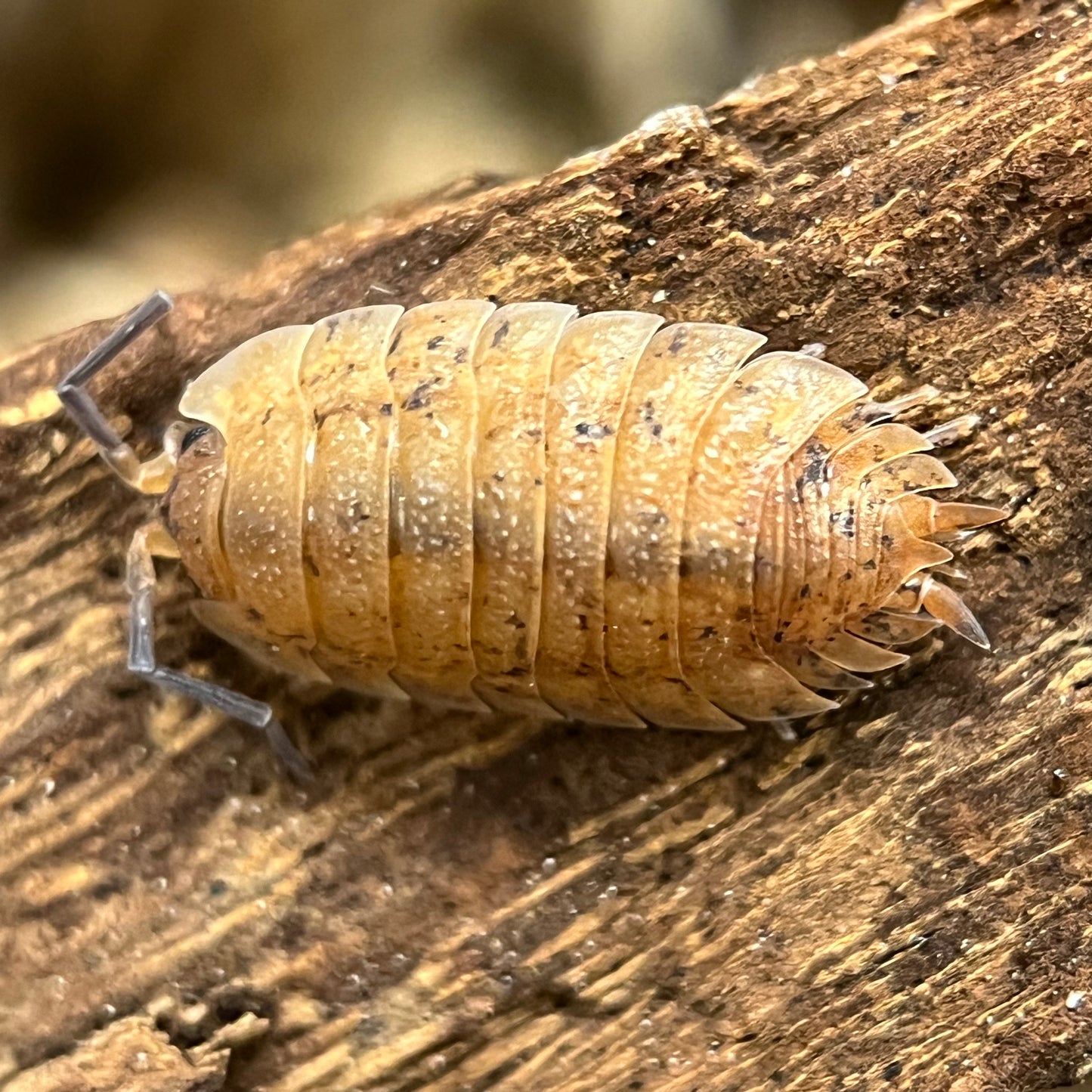 Porcellio Scaber “Lemonade”