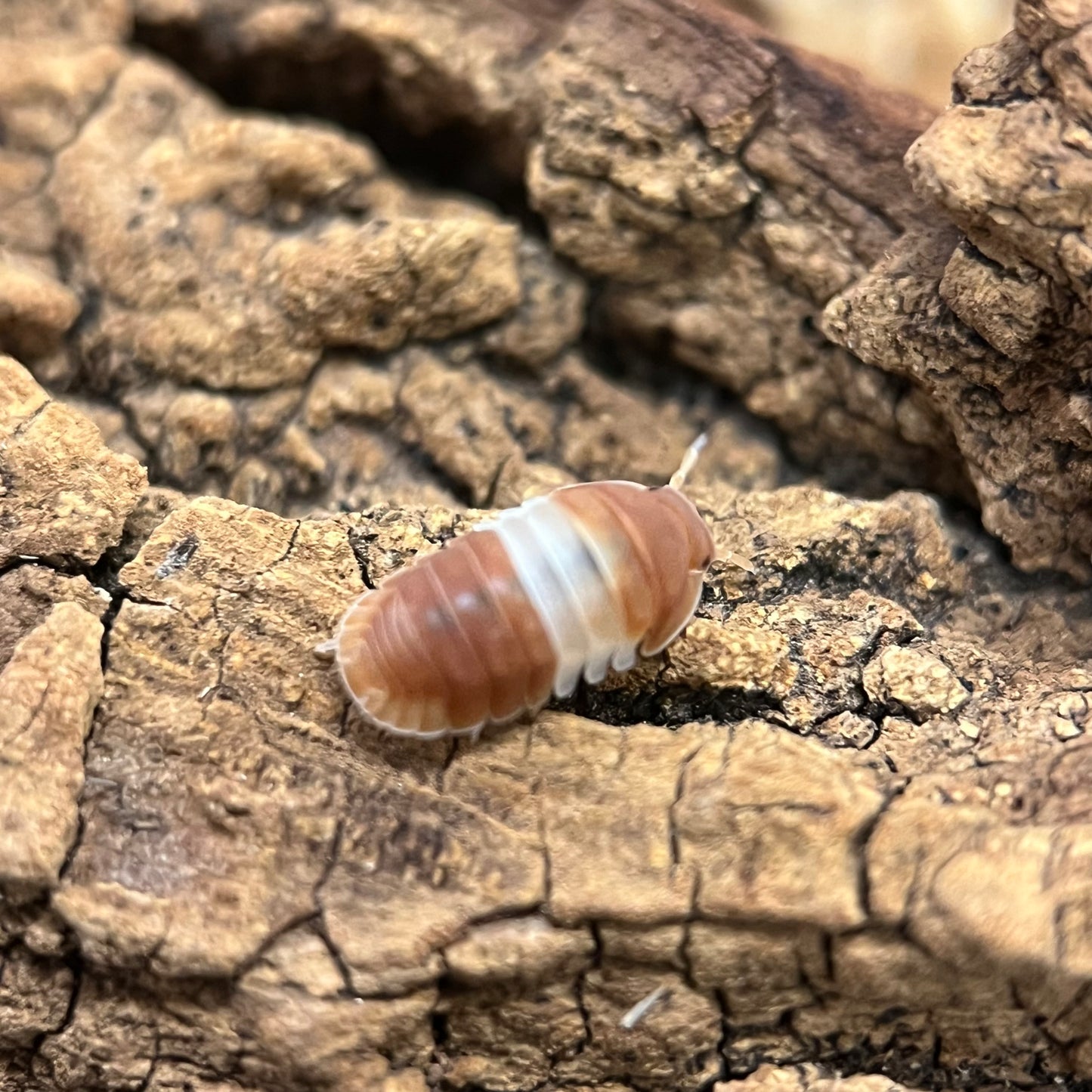 Cubaris sp. “Red Panda”