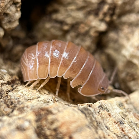 Armadillo Officinalis “Red”