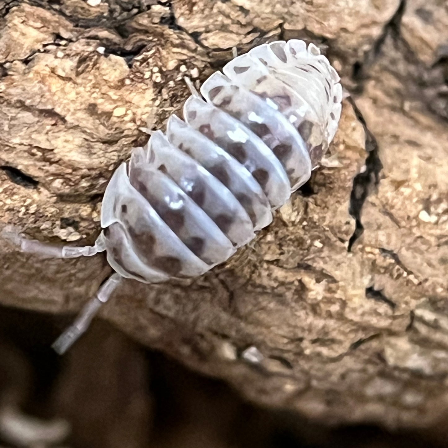 Armadillidium Maculatum “High white Dalmatian”