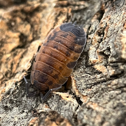 Porcellio Scaber Sp. “Lava”