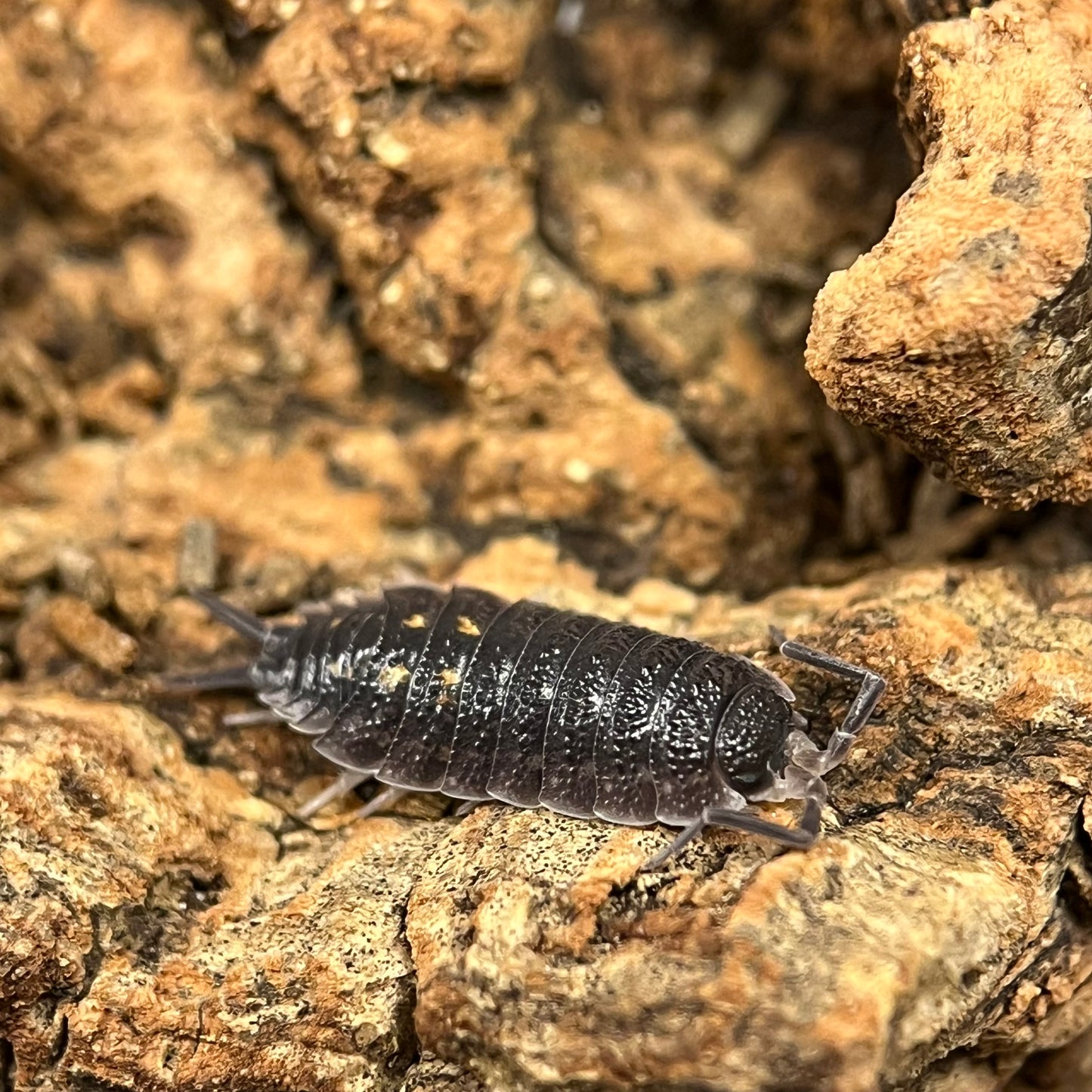 Porcellio Ornatus “Yellow Dot”