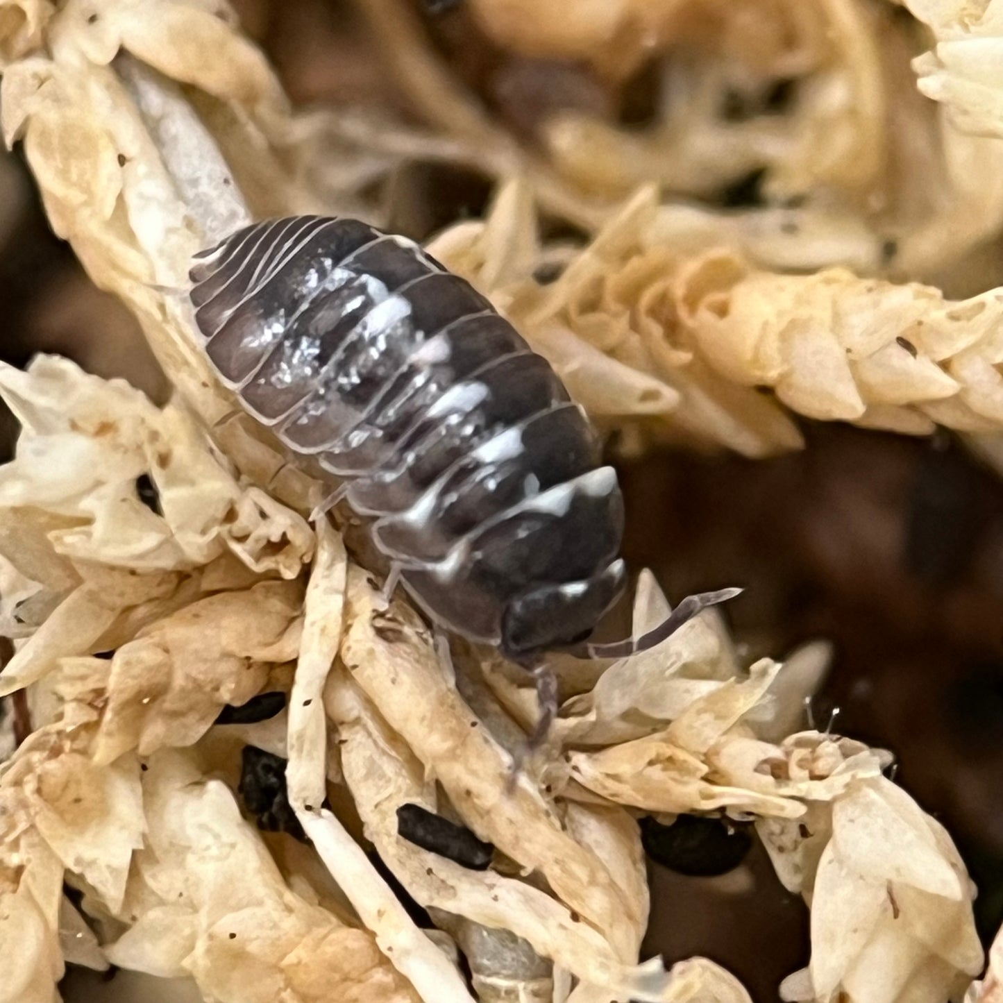 Armadillidium Sp. “Corcyraeum “