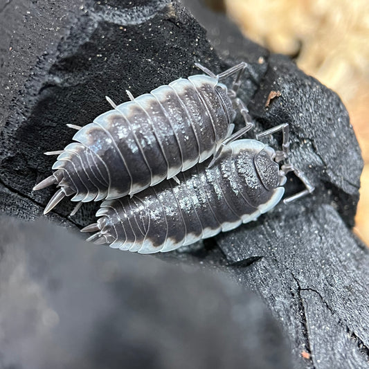 Porcellio Sp. “Sevilla”