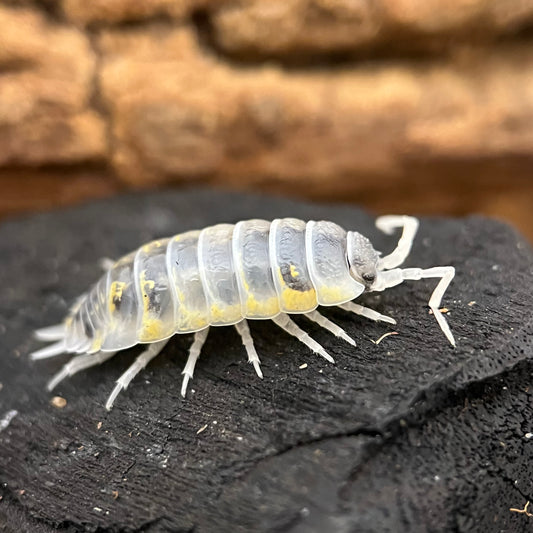 Porcellio Ornatus “witches brew”