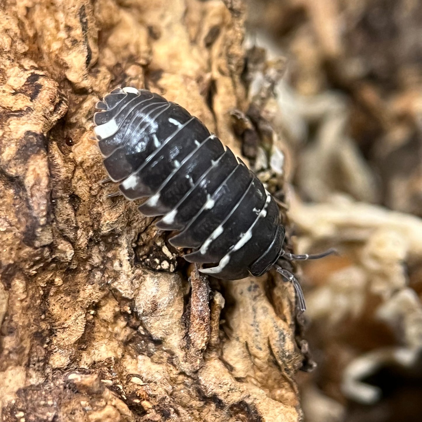 Armadillidium Sp. “Corcyraeum “