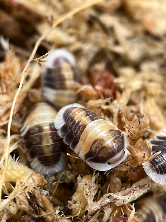 Cubaris Sp. “Cappuccino”